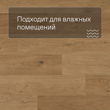 QS Second choice Alpha BLOS  SPE40320 - AVSPU 40320 Дуб береговой медовый
