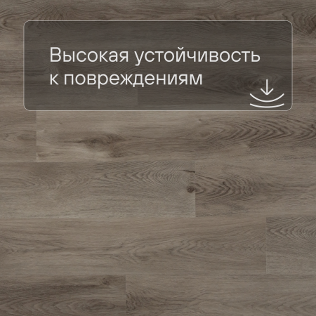 QS SPC Canyon CSPC 20296 Дуб северный греш